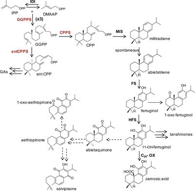 Boosting the Synthesis of Pharmaceutically Active Abietane Diterpenes in S. sclarea Hairy Roots by Engineering the GGPPS and CPPS Genes